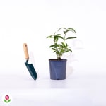 Arbre à papillons tricolore Buddleja davidii à 9,99€ chez Willemse