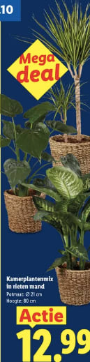 Kamerplantenmix in rieten mand voor €12,99 bij Lidl