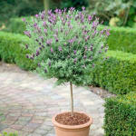 Lavande Papillon sur Tige en Pot à 9,99€
