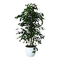 Large Verve Plant in 24cm Ceramic Pot – 10 Varieties (Free Click & Collect)