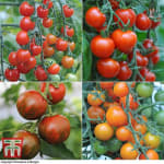 Nurseryman’s Choice Tomato Plants (5 Pack) – Thompson & Morgan