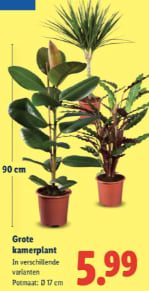 Grote kamerplanten voor €5,99 bij de Lidl