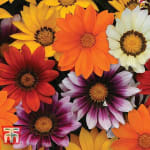 : Free Delivery On Everything - With Code - Including 69p Seed Packs, Plants Bulbs, G