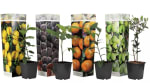 Lot de 4 Arbres Fruitiers (olivier, figuier, citronnier, oranger) à 26,99€