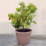 Mini-abricotier Prunus armeniaca Aprigold - La motte, scion, Hauteur livrée à 11,80€