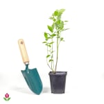 Myrtillier Giant Patriot (Vaccinium corymbosum) à 9,99€ chez Willemse