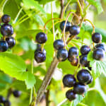 Cassissier à gros fruits Andega à 2,27€