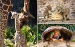Diergaarde Blijdorp voor €21,50