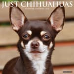 Chihuahua Kalender 2026 voor €3,99 bij bol.com