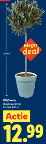 Olijfboom van ca 100cm voor €12,99 bij de Lidl