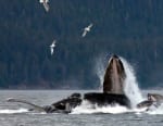 Crucero por Alaska desde 679€