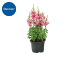 Large Perennial Plants in 17cm Pot for £4.99 at Lidl