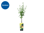 Dwarf Fruit Trees from £11.99 at Lidl