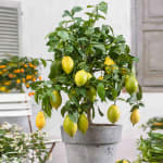 Citronnier Vulcan - en Pot, Ø12cm à 11,54€