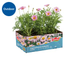 Assorted Bedding Plants 6 Pack for £4.99 at Lidl