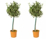 Lot de 2 Oliviers Européens à 23,99€