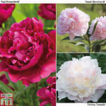 3x Peony Trio Bare Root Plants – £1 w/ Code (Thompson & Morgan)