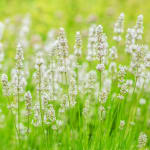 2 Lavandes blanches - Lavandula angustifolia alba à 5,17€
