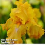£10 Off Plants, Bulbs & Seeds at Suttons with Code