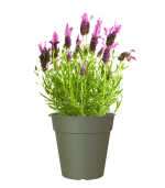 Macetas para plantas desde solo 0.51€ + envío gratis y también los platos por 0.51€