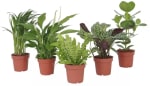 Assortiment de 5 plantes purificatrices d'air - 25-40 cm, livrées en Pot à 28,49€