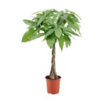 Pachira aquatica tige tressée H80 cm pot D19 cm pour 19,99€ chez Truffaut