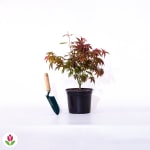 Erable du Japon Shaina pour 10,79€ chez Willemse