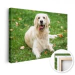Gratis canvasdoek met de code (40x30cm) ex verzendkosten