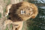 Les billets adultes pour le Zoo African Safari à partir de 18€