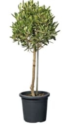 Olijfboom (Olea europaea) D 18 H 80 cm voor €12,99 bij de Gamma