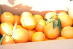 15Kg de naranjas por 20€