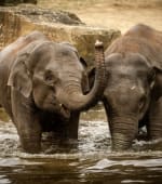Dierentuin tickets voor €18,50 via Hema
