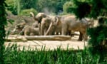 Kaartjes Kölner Zoo voor €10,90