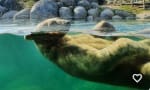 Tickets WILDLANDS Adventure Zoo Emmen voor €19 bij Social Deal