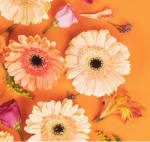 Código Descuento 10€ en Flores Colvin