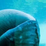 Nu tot 13% korting op entreeticket Dolfinarium!