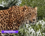 Safaripark Beekse Bergen tickets vanaf €18,20 bij Actievandedag