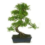 Bonsái Sageretia theezans 6 años Ciruelo Chino por 15,73€