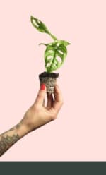 Bebé Monstera Adasonii por 3,99€