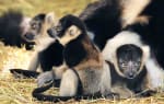 Entreeticket voor Kölner Zoo en het aquarium voor €11,50 bij Tripper