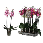 Orquidea Phalenopsis con 2 varas y maceta plástica transparente por 1,99€