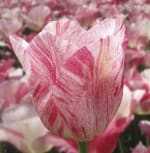 250 tulpenbollen voor zo goedkoop als 12,50 euro.