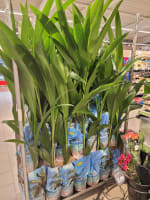 Kokospalmen bij de lidl in Zwanenburg voor €6,99