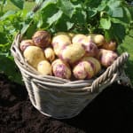 Earn seed potatoes as low as 10p from Wilko