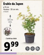Érable du Japon à 9,99€