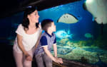 Sea Life Blankenberge Ticket voor €10,75 bij Tripper
