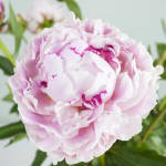 Geen verzendkosten op pioenrozen bij Bloemen van de teler