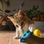 Código Juguete Interactivo para Gatos por 13€