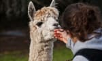 Een privé wandeling met alpaca’s! Voor slechts 19,95 via deze link in Riethoven
