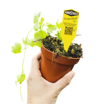 Gratis hopplantje ophalen bij de brouwerij Vandestreekbier in Utrecht